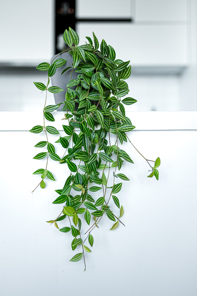 Does Your Indoor Garden Need an LED Grow Light